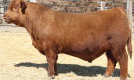Red Angus Semen For Sale:  SB10-4633