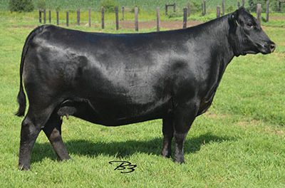 Angus Embryos For Sale:  SB10-4616