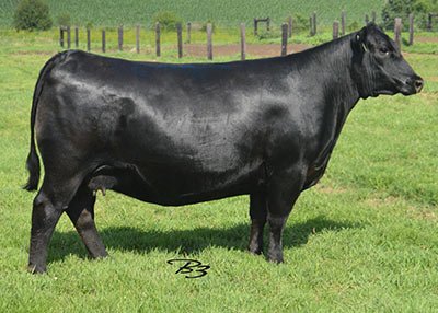 Angus Embryos For Sale:  SB10-4616