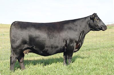 Angus Embryos For Sale:  SB10-4614