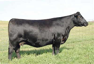 Angus Embryos For Sale:  SB10-4614
