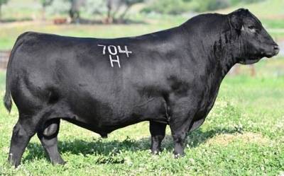 Angus Semen For Sale:  SB10-4658