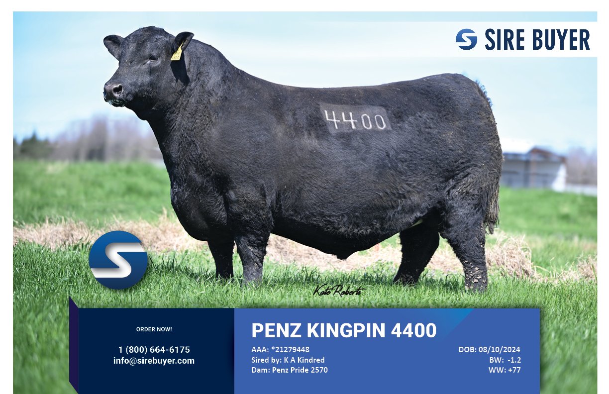 Website - penz kingpin 4400