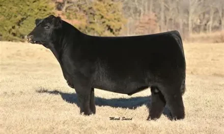Club Calf Semen For Sale:  SB10-4641