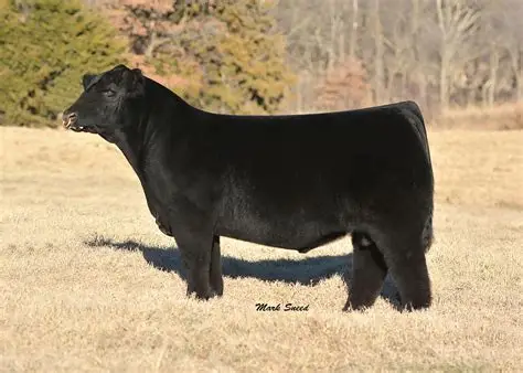 Club Calf Semen For Sale:  SB10-4641
