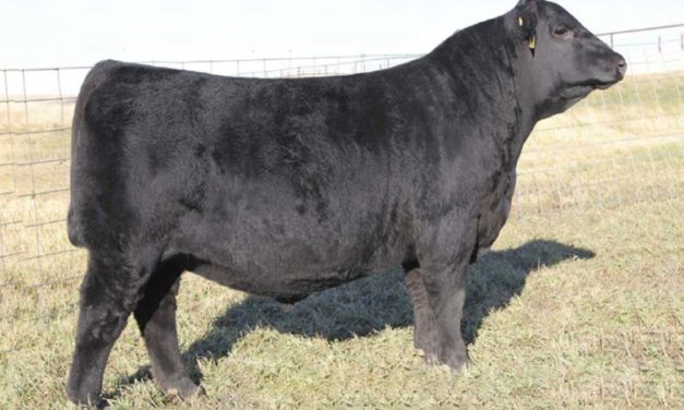 Angus Semen For Sale:  SB10-4659