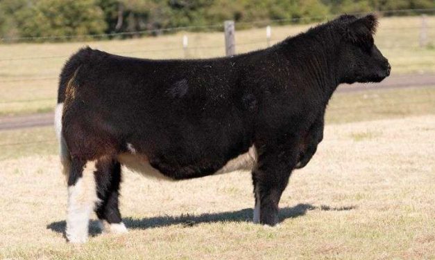 Club Calf Embryos For Sale:  SB10-4605