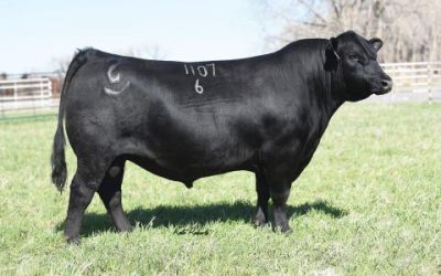 Angus Semen Wanted: SB10-4651