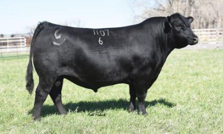 Angus Semen Wanted: SB10-4651