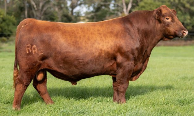 Red Angus Embryos For Sale:  SB10-4672