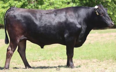 Wagyu Semen For Sale:  SB10-4706
