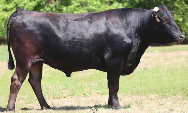Wagyu Semen For Sale:  SB10-4706