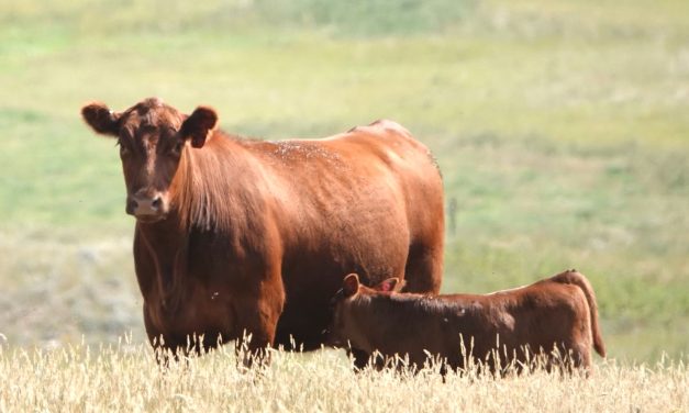 Red Angus Embryos For Sale:  SB10-4683