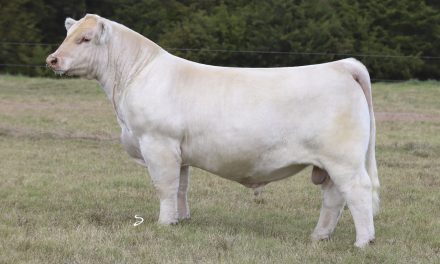 Charolais Embryos For Sale:  SB10-4686