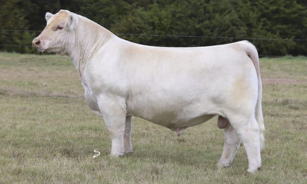Charolais Embryos For Sale:  SB10-4686