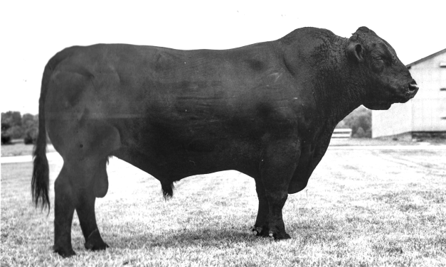 Angus Semen For Sale:  SB10-4709