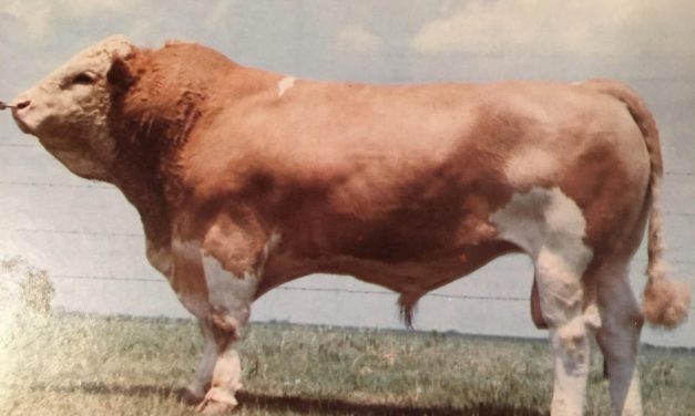 Simmental Semen For Sale:  SB10-4678