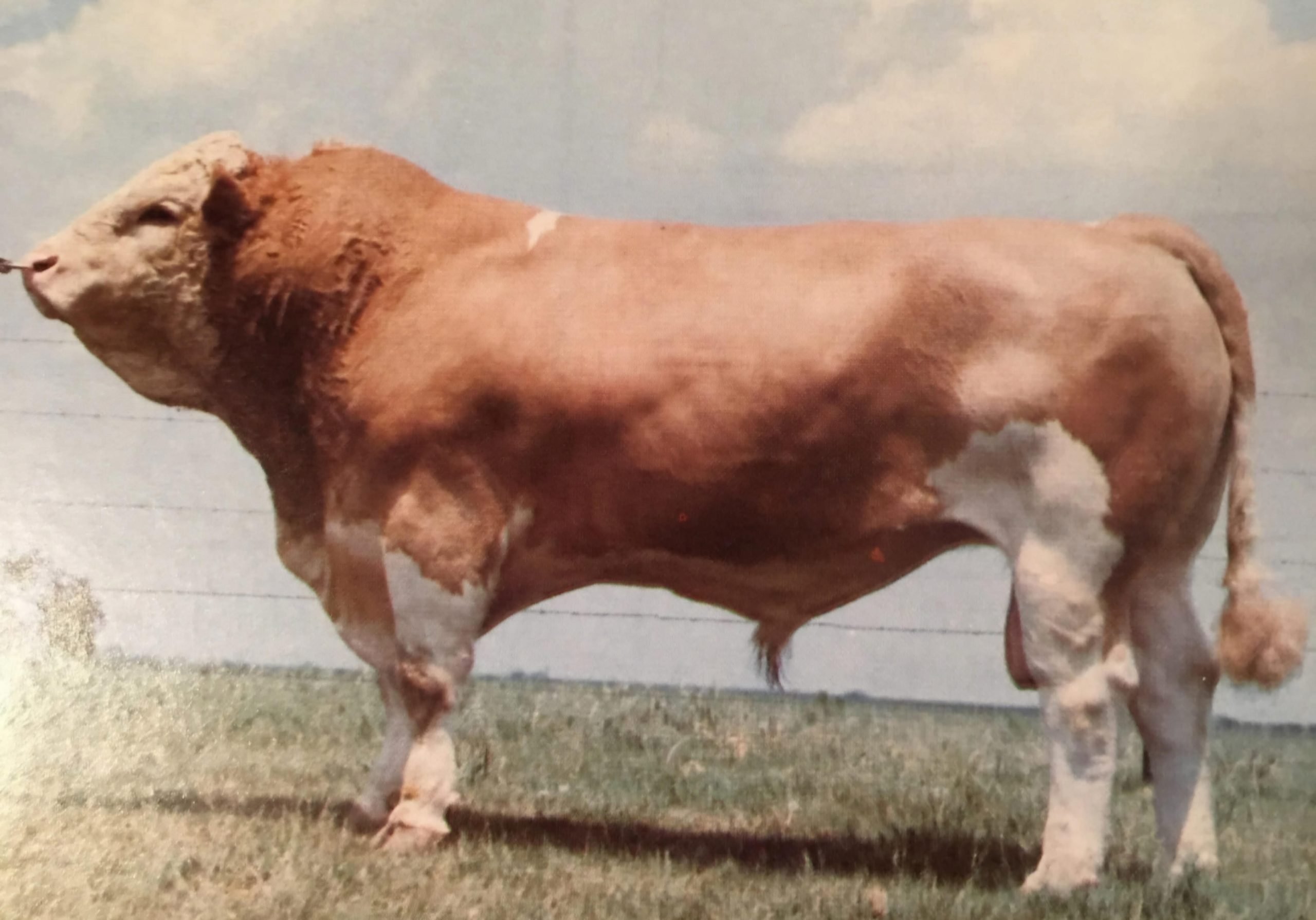 Copper King