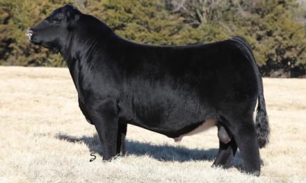 Simmental Semen For Sale:  SB10-4670