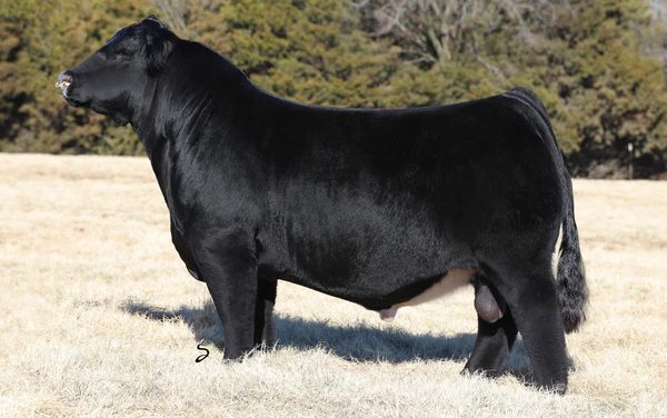 Simmental Semen For Sale:  SB10-4670