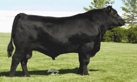 Angus Embryos For Sale:  SB10-4712