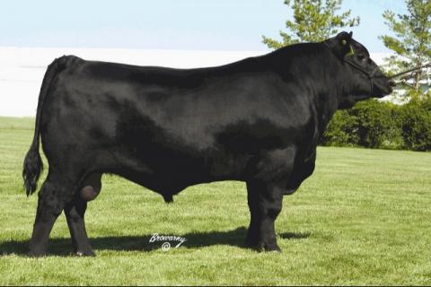 Angus Embryos For Sale:  SB10-4712