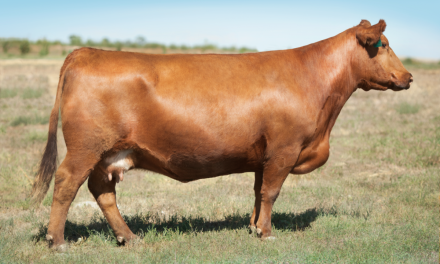 Red Angus Embryos For Sale:  SB10-4697