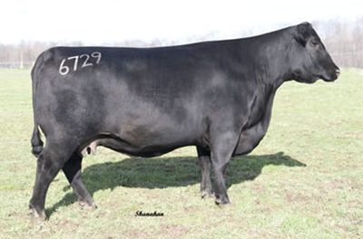Angus Embryos For Sale:  SB10-4710