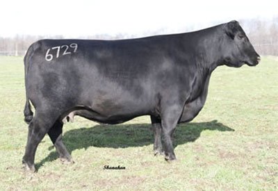 Angus Embryos For Sale:  SB10-4710