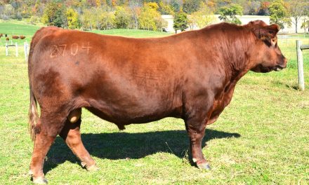 Red Angus Semen For Sale:  SB10-4681