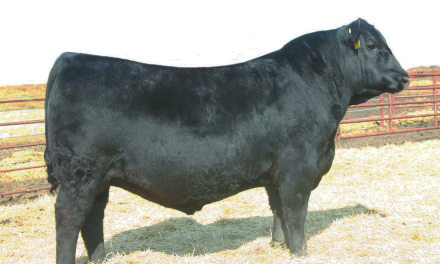 Angus Semen For Sale:  SB10-2288