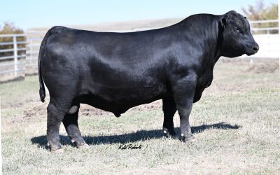 Angus Semen For Sale:  SB10-4288