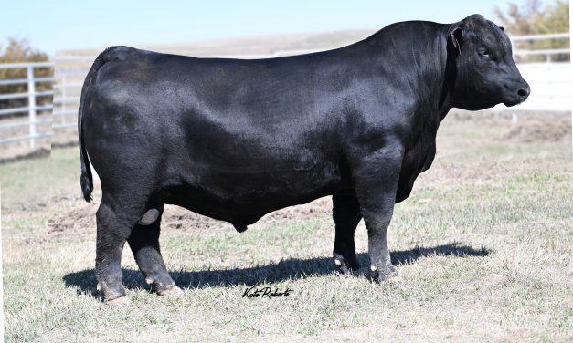 Angus Semen For Sale:  SB10-4288