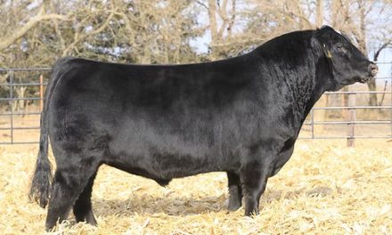 Simmental Semen For Sale:  SB10-4675