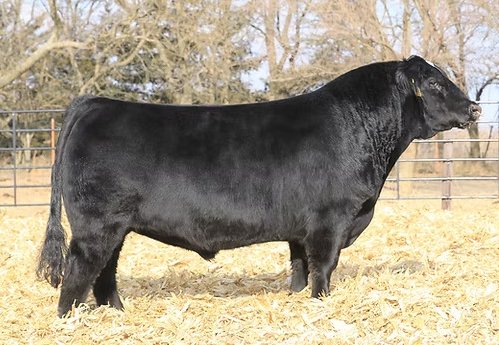 Simmental Semen For Sale:  SB10-4675