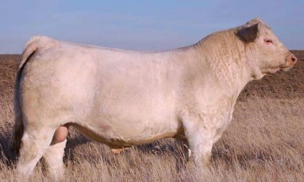 Charolais Semen For Sale: SB10-4674