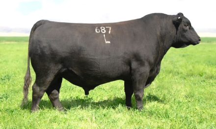 Angus Semen For Sale:  SB10-4684