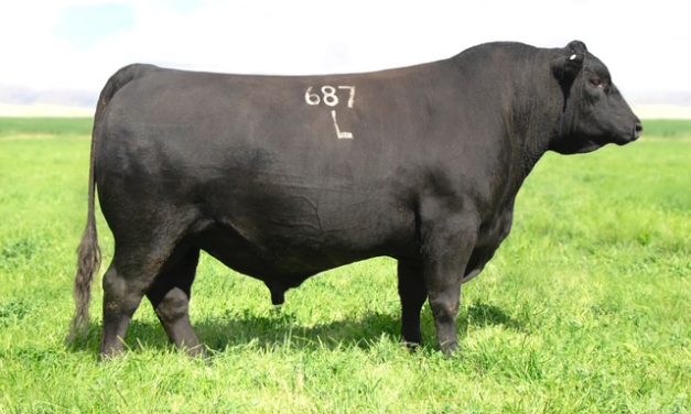Angus Semen For Sale:  SB10-4684