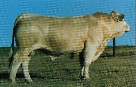 Charolais Semen For Sale:  SB10-4693