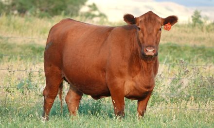 Red Angus Embryos for Sale:  SB10-4723
