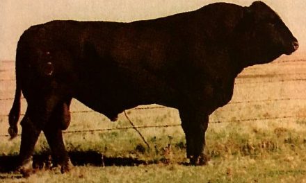Simmental Semen For Sale:  SB10-4728
