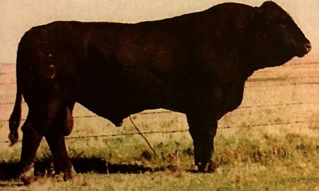 Simmental Semen For Sale:  SB10-4728