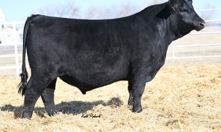 Angus Embryos For Sale:  SB10-4717