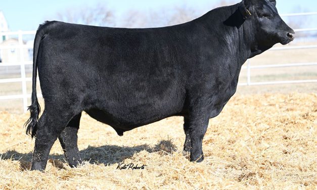 Angus Embryos For Sale:  SB10-4717