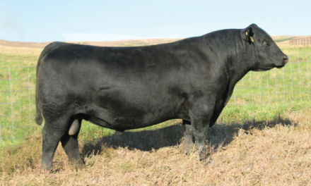Angus Semen For Sale:  SB10-4745