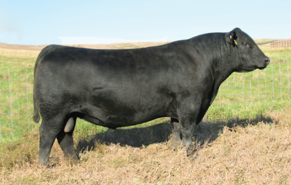 Angus Semen For Sale:  SB10-4745