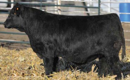 Simmental Embryos For Sale:  SB10-4721