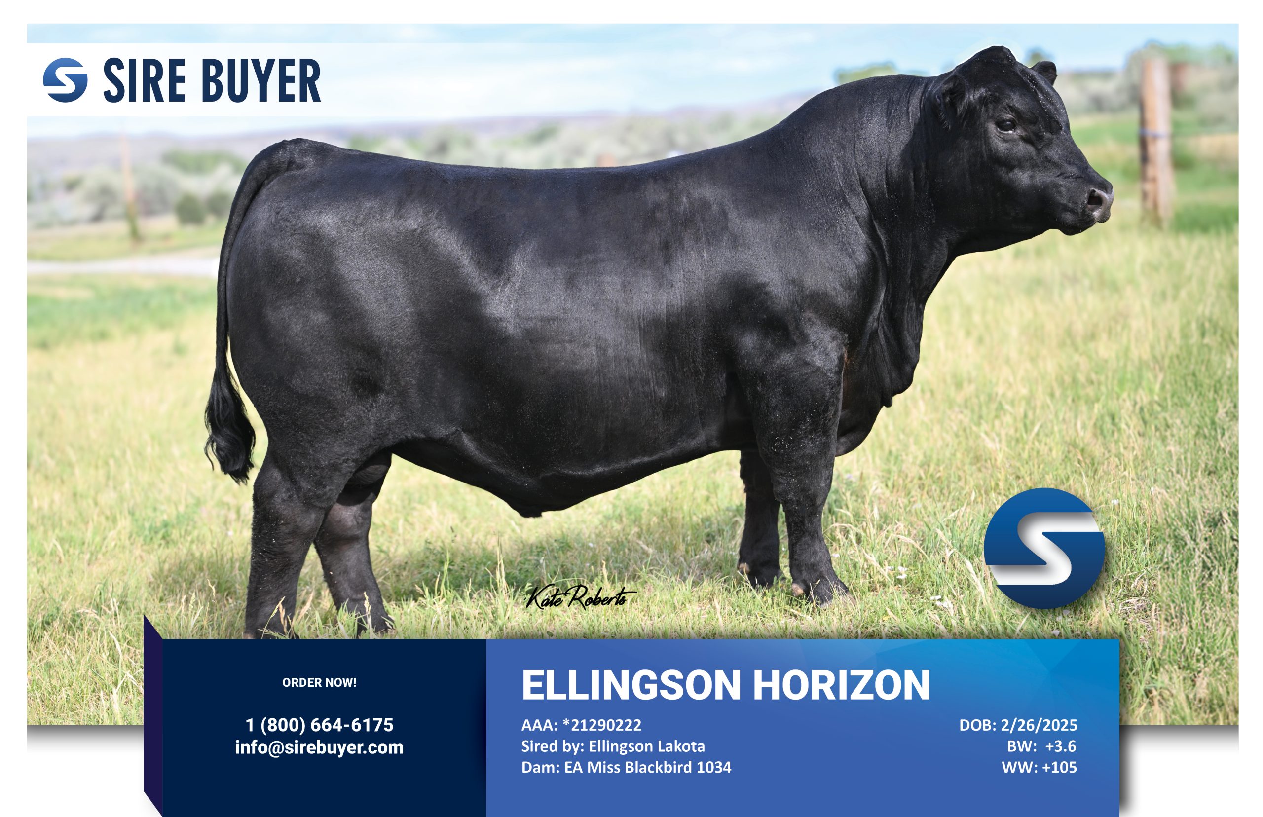 Website - ellingson horizon - sirebuyer