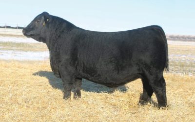 Angus Semen For Sale:  SB10-4771