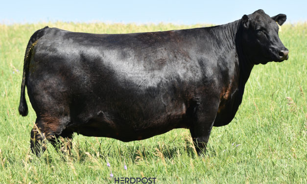 Angus Embryos For Sale:  SB10-2836